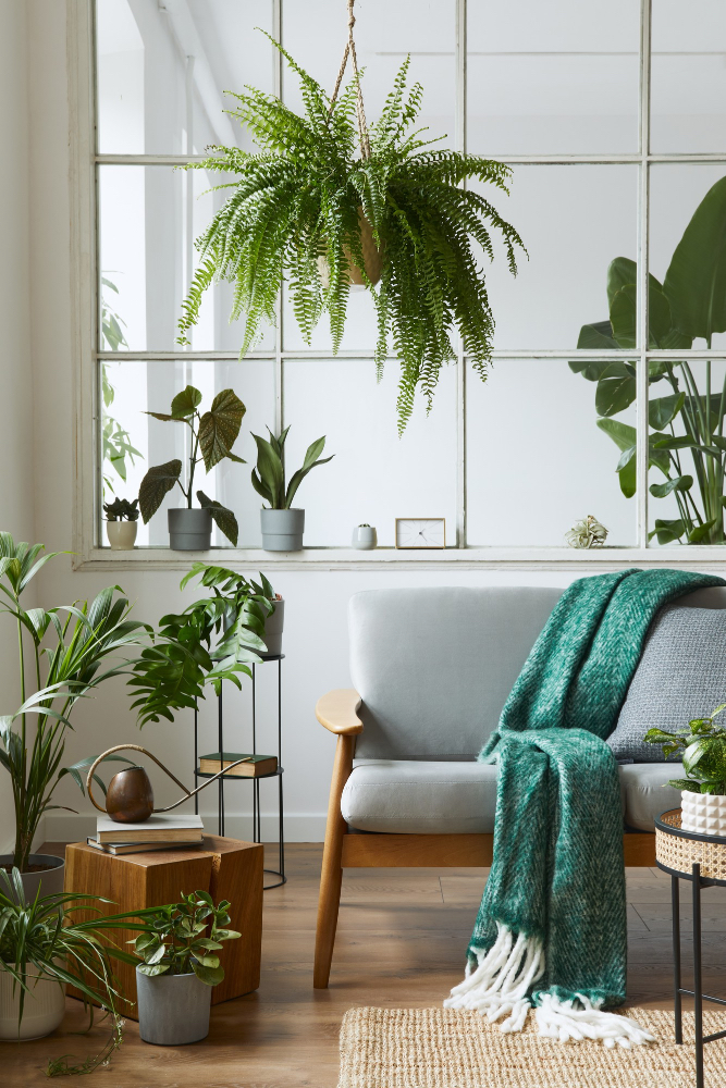 Les plantes d'intérieur